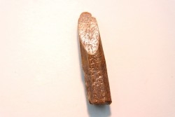 dent de sauropode: Nigersaurus sp.