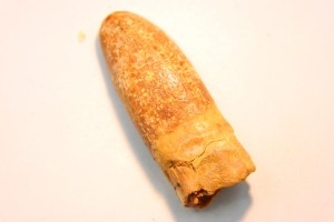 rebbachisaurus garasbae