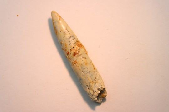 rebbachisaurus garasbae