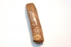 sauropod Nigersaurus sp.