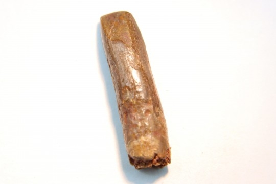 rebbachisaurus garasbae
