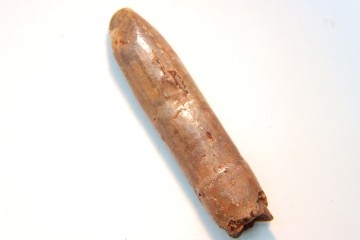 rebbachisaurus garasbae