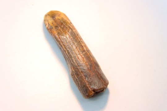 rebbachisaurus garasbae
