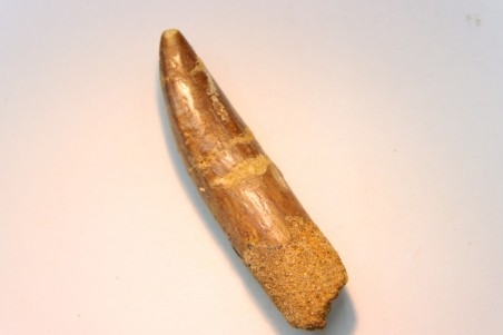 rebbachisaurus garasbae