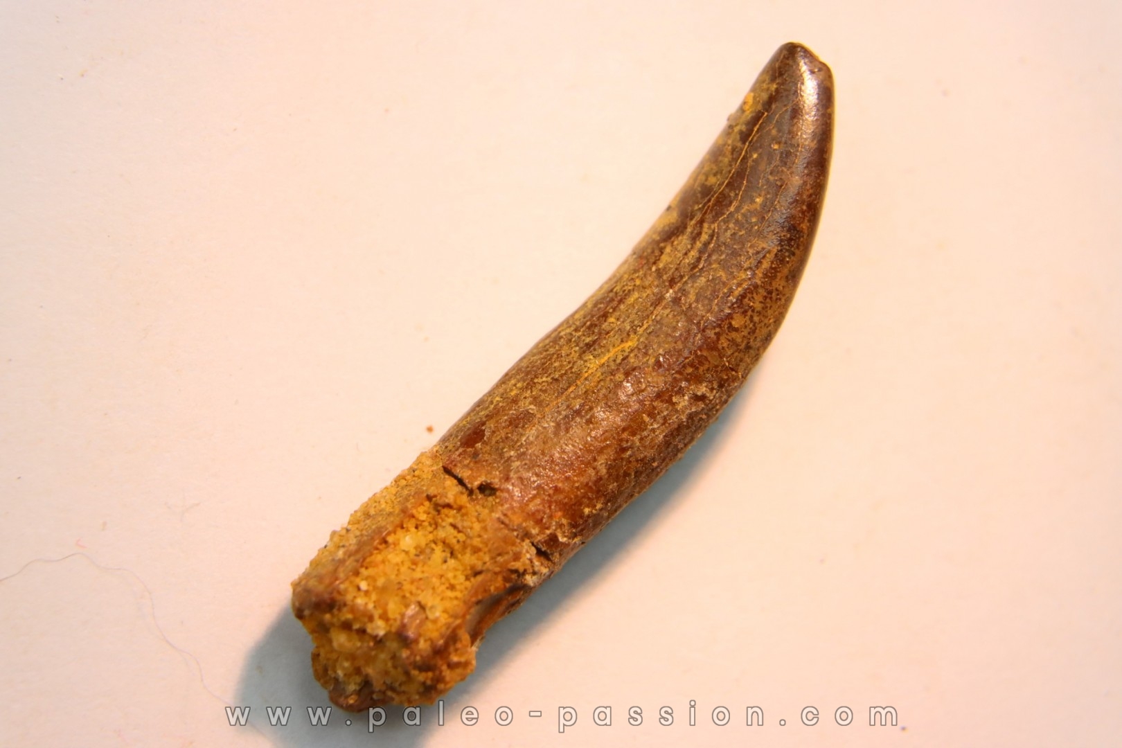 rebbachisaurus garasbae