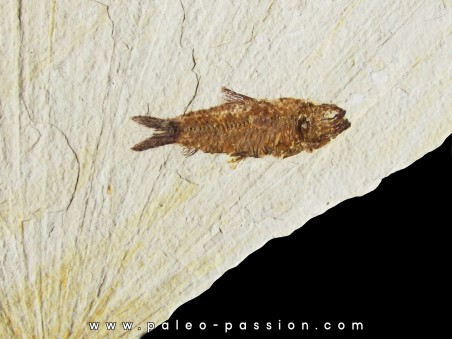 poisson fossile KNIGHTIA EOCAENA