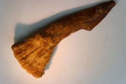 dent d' ONCHOPRISTIS NUMIDUS