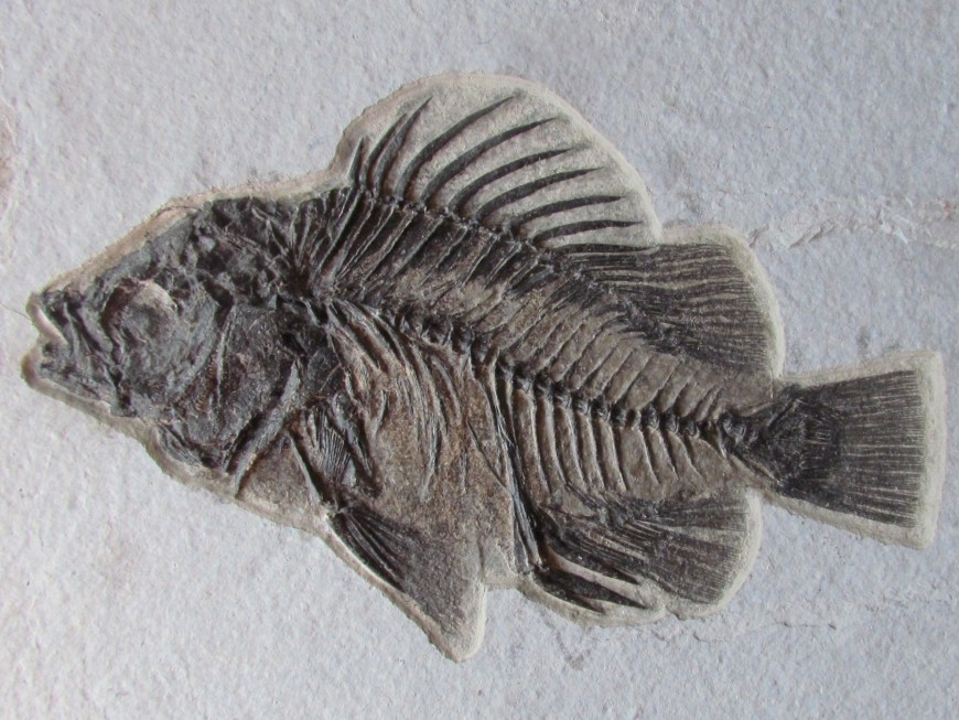 Fossil fish