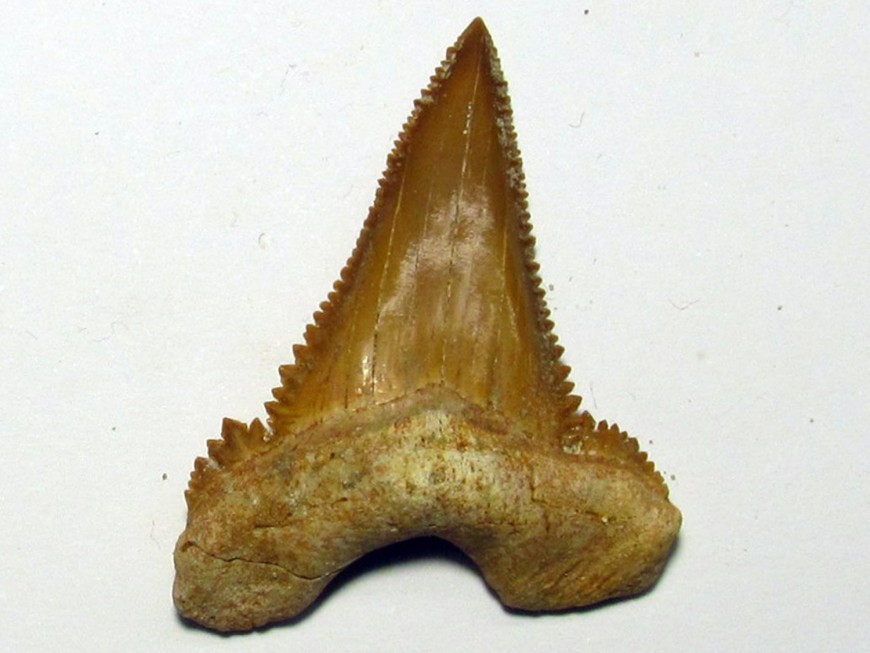 Paleocarcharodon orientalis