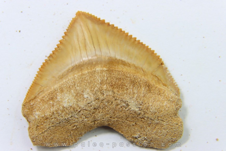 squalicorax pristodontus