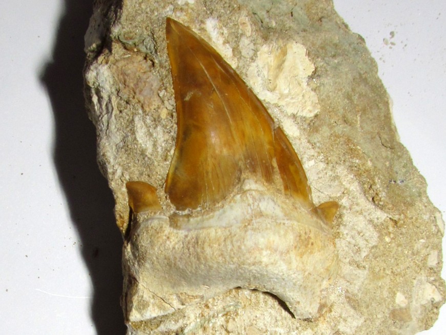 Otodus obliquus