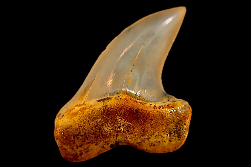 MAKO - ISURUS
