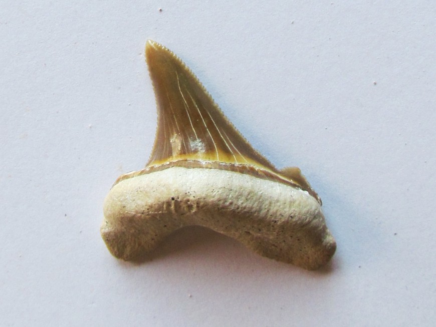 carcharocles sokolovi