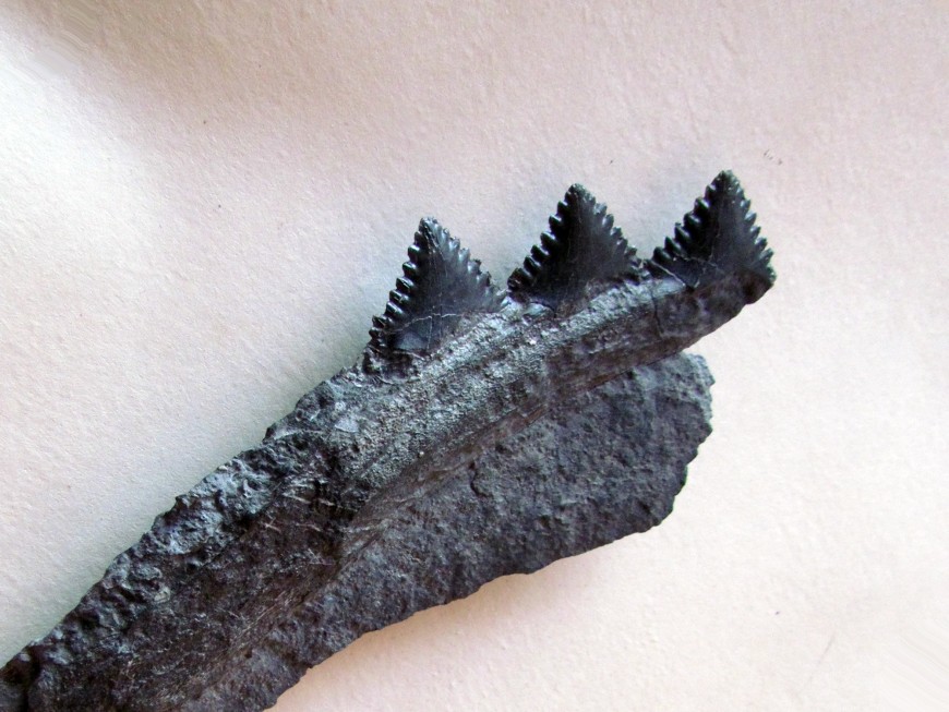 edestus heinrichi