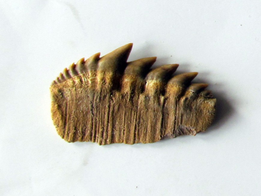 notidanodon loozi