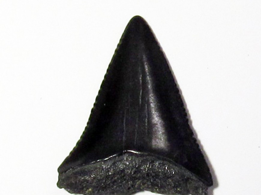 grand.requin.blanc - Carcharodon carcharias