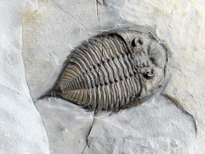 Trilobites USA