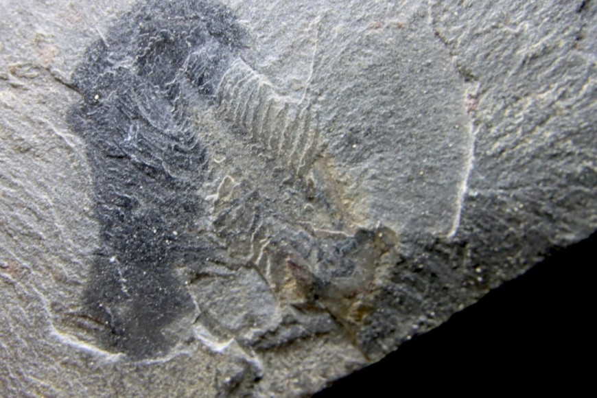 autres fossiles