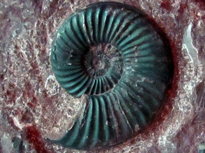Ammonites jurassique