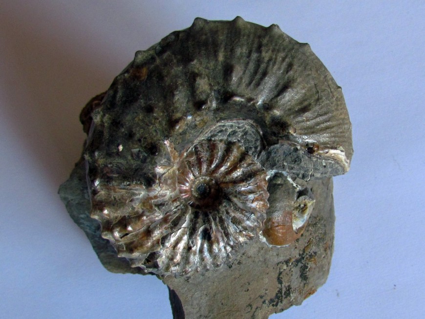 Ammonites crétacé