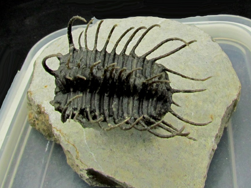 MOROCCO TRILOBITES