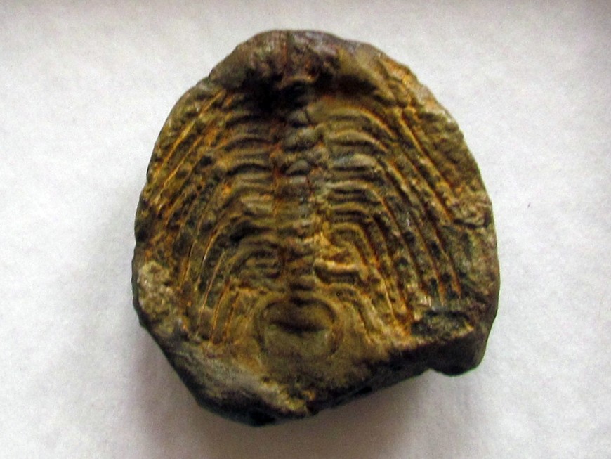 FRANCE TRILOBITES