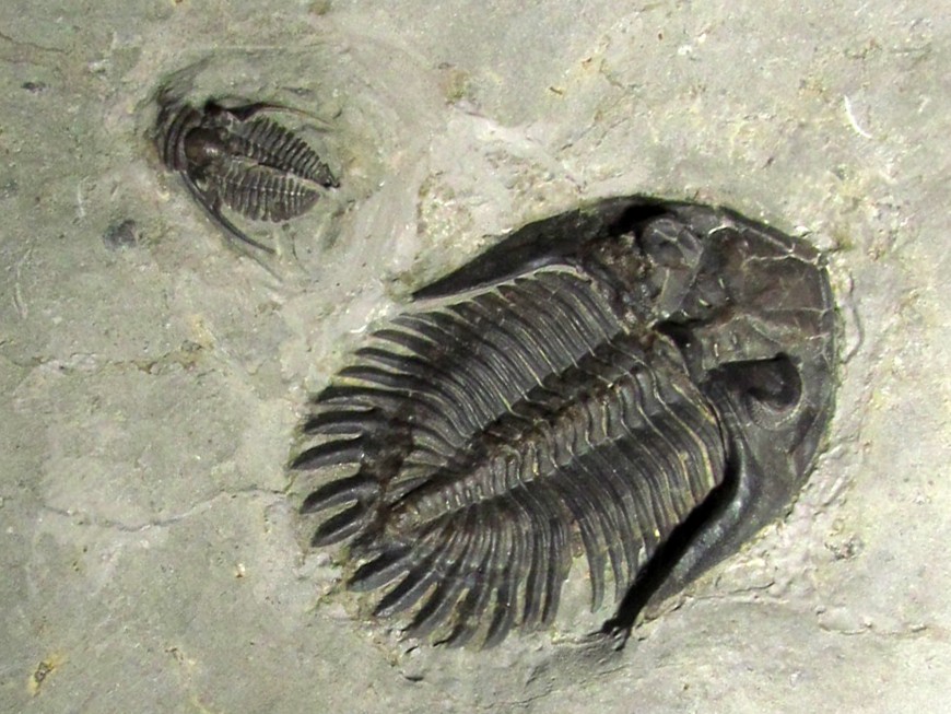   Trilobites autres pays