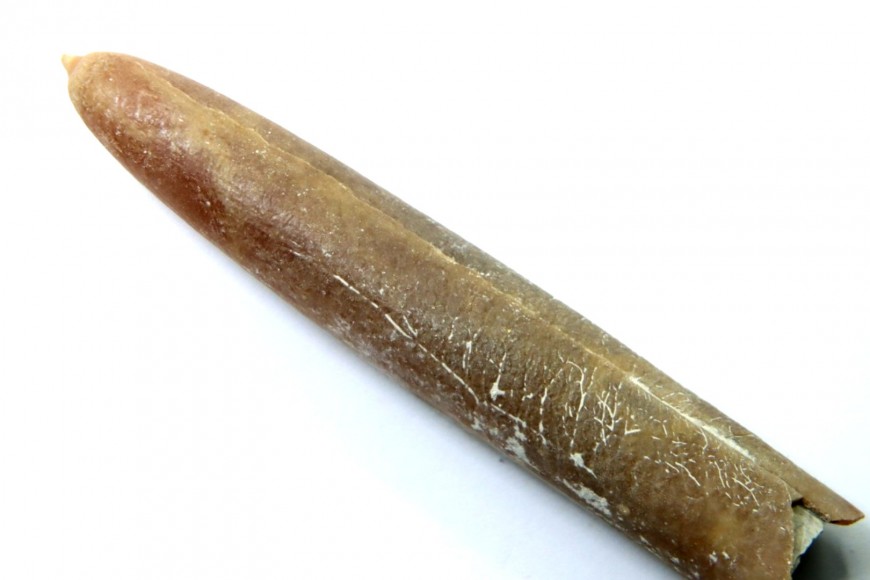 Belemnites