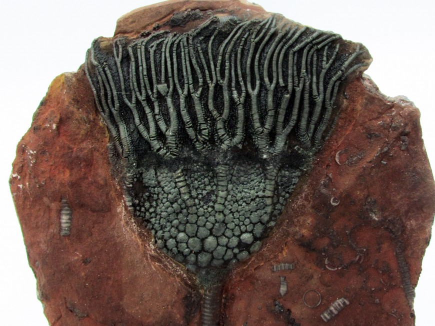 CRINOIDS