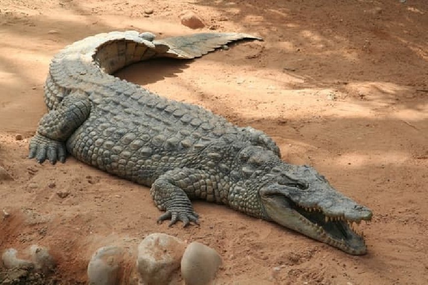 TERRESTRIAL REPTILE