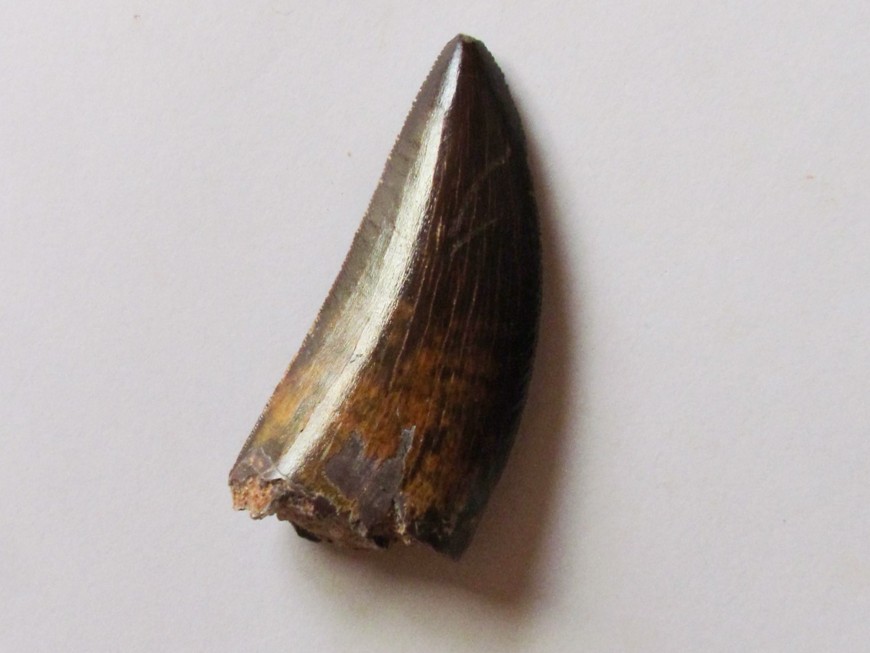 DINOSAURES - Ordre des Saurischiens - Theropoda