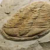 • Trilobite du Massif central • 
Un fossile de Conocoryphe herberti (Munier Calmas & Bergeron, 1889) de 5,5cm de long. Il date de l'âge du Languedocien, à l'époque du Cambrien moyen, il y au moins 485 millions d'années. Il a été trouvé dans la formation des schistes de Coulouma de la montagne Noire, en France. 
• 
250€ 
Lien vers la boutique dans notre bio
Fossiles / Trilobites / Trilobites Maroc
#fossils #trilobites #trilobite #languedocien #fossiles #fossile #fossil #conocoryphidae #geology #paleontology #palaeontology #fossili #rocks #geologyrocks #archeology #igdaily #minerales #fossilcollector #fossilien #nature #evolution #paleopassion 
Ref. 6168