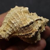 • Escargot chicorée • 
Un spécimen de Murex Subasperimus de 8,5cm environ. Ce fossile date de l'âge du Serravalien à l'époque du Miocène, il y a au moins 11 millions d'années. Il a été trouvé dans la commune des Salles, en Gironde. 
•
160€ 
Lien vers la boutique dans notre bio
Fossiles / Gasteropodes 
#fossils #fossil #geology #paleontology #murex #gasteropods #gasteropodes #chicoree #chicoreus #palaeontology #fossili #rocks #geologyrocks #igdaily #fossilcollector #serravalien #fossilien #nature #coquillages #seashells #evolution #fossilfriday #paleopassion
Ref. 5883