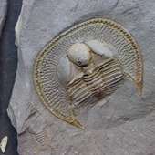 • Trilobite aveugle • 
Un fossile impressionant d'un spécimen de Declivolithus titan (Fortey & alii, 2017) de 3,8 par 3,2cm. Il est accompagné par un Cyclopyges aff. Sibilla (Snajdr, 1982). Il date de l'âge du Katien, à l'époque de l'Ordovicien supérieur, il y a environ 445 millions d'années. La qualité de conservation est exceptionnelle ! Ni le trilobite ni la guangue ne sont retouchés. On remarque la présence de Tomaculum problematicum sur le trilobite. Il a été trouvé dans la formation de Ktaoua, à Jbel Tijarfaiouine, au Maroc. L'ensemble comprend 1 Declivolithus et sa contre-empreinte, 1 Cyclopyges à coté, au autre Declivolithus au dos de l'empreinte. 
• 
480€ 
Lien vers la boutique dans notre bio
Fossiles / Trilobites / Trilobites Maroc
#fossils #trilobites #trilobite #katien #katian #fossiles #fossile #fossil #declivolithus #geology #paleontology #palaeontology #fossili #rocks #geologyrocks #archeology #igdaily #minerales #fossilcollector #fossilien #nature #evolution #paleopassion
Ref. 4948