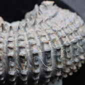 • Ammonite du crétacé •
Un spécimen de Douvilleiceras mammilatum de 10cm environ. Il date de l'Albien moyen, à l'époque du Crétacé inférieur, il y a environ 100 millions d'années. 
Il vient de la Carrière Courcelles, dans l'Aube, en France. 
• 
325€ 
Lien vers la boutique dans notre bio
Fossiles / Ammonites / Ammonites crétacé 
#ammonites #ammonite #fossils #fossil #geology #albien #albian #ammonitefossil #paleontology #palaeontology #fossili #rocks #dinosaur #geologyrocks #dinosaurs #igdaily #fossilcollector #fossilien #nature #evolution
Ref. 4615