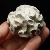 • Fossile d'éponge •
Un spécimen de Placoscyphia (Exanthesis) Meandrina de 10 par 6cm. Ce fossile date de l'âge du Cénomanien à l'époque du Crétacé supérieur, il y a au moins 93 millions d'années. Il a été trouvé au cap Blanc-Nez, situé à Escalles dans le Pas-de-Calais, à 10 km de la ville de Calais. Il s'agit de la falaise la plus septentrionale de France, réputée pour sa richesse fossilifère. 
• 
100€ 
Lien vers la boutique dans notre bio
Fossiles / Echinodermes / Oursins
#fossils #fossil #placoscyphia #geology #paleontology #palaeontology #fossili #rocks #geologyrocks #igdaily #fossilcollector #fossilfriday #fossilien #nature #evolution #paleopassion 
Ref. 6080