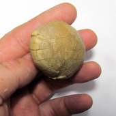 • Paléo-ichnologie • 
Un oeuf d'oiseau inderteminé de 5,2 par 4 cm environ. Surnommé "Duck egg", il date de l'époque de l'Oligocène pendant la période du Paléogène, il y a au moins 23 millions d'années. Il provient d'une ancienne collection. Il a été trouvé dans la formation de Brule dans le Parc national des Badlands, plus précisément près de Harrison, dans le Nebraska, aux États-Unis. 
• 
2100€ 
Lien vers la boutique dans notre bio Fossiles / Paléo-ichnologie 
#fossiles #fossile #ichnology #ichnologie #egg #fossils #fossil #geology #paleontology #palaeontology #fossili #dinosaur #geologyrocks 
Ref. 2489