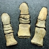 « Combien j'ai de doigts ? »
Les 3 doigts (17 / 18 / 19 cm) de la patte arrière d'un Edmontosaure anneltens. Une espèce de dinosaure hadrosaure à tête plate de la fin du Crétacé, vivant il y a plus de 66 millions d'années. 
Ils ont été trouvés dans la formation de Hell Creek dans le Montana, aux États-Unis.
•
1950€
Lien vers la boutique dans notre bio
Fossiles / Dinosaures
#fossiles #fossile #edmontosaurus #hadrosaur #edmontosaurusannectens #fossils #fossil #geology #paleontology #palaeontology #fossili #dinosaure #rocks #dinosaur #geologyrocks #fossilien #fossilfriday #paleopassion
Ref. 5000
